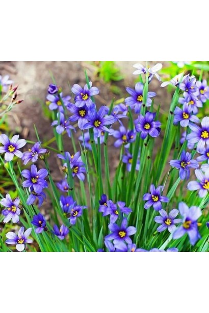 Синьоочка (Omphalodes verna) у тіні дерев, квітне у квітні